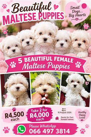 Maltese Puppies -female