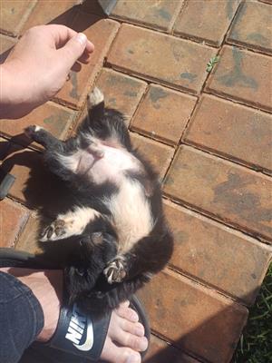 Jack A Peek puppies 