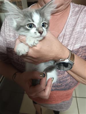 Mixed Maine Coon Kittens