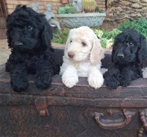 Standard Poodle