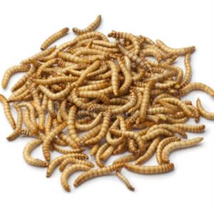 Mealworms & Superworms