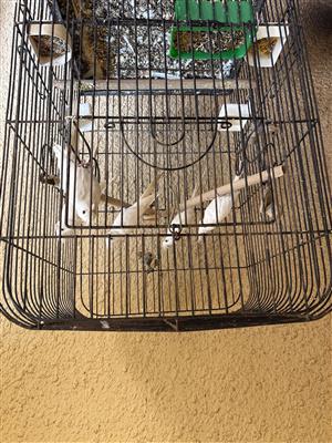 Cockatiels for sale