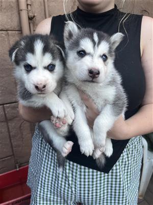Purebred Husky puppies