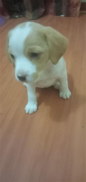 Beagle puppies 