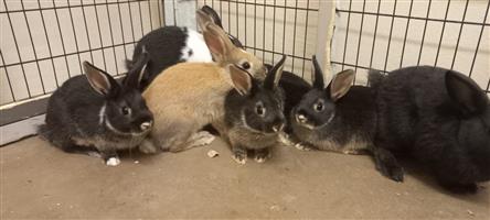 Pet bunnies available