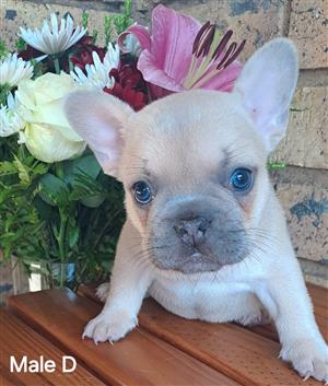 Gorgeous Exotic French bulldog puppies available
