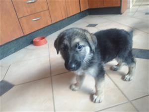 German Shepherd puppies 