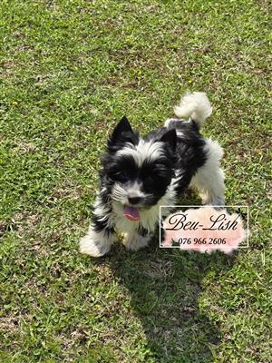 Yorkshire Terrier 