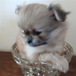 Toy Pom X Pekingese 