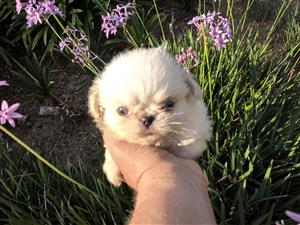 Pekingese puppy