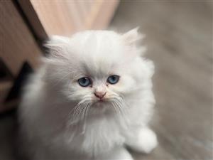 Purebred Persian Kitten – Ready for New Home