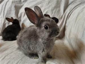 Miniature Hand-reared Netherland Dwarf Bunnies x Jersey Wooly Dwarf Rabbits 