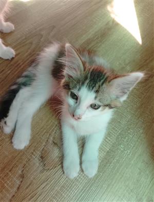 Shorthair Tabby Kittens 