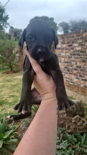 Puppies I have great Dane puppies for 1000 each yorkies 1200 and pikenies 