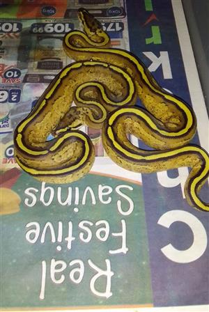 Super Stripe ball python hatchlings