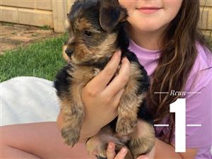 Yorkie puppies for sale
