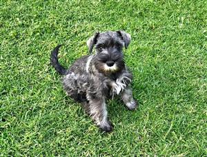 Miniature Schnauzer 