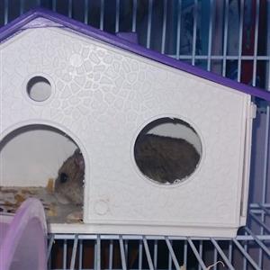 Hamster plus cage 