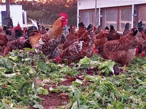 BOSCHVELD live village chickens for sale, bulk delivery in SA and exports!