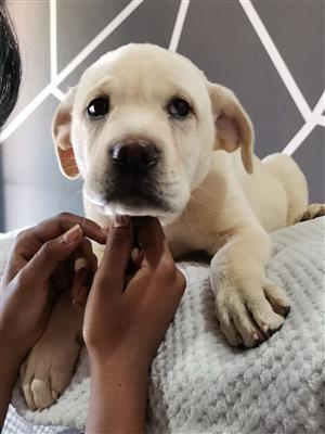 PUREBRED PEDIGREE LABRADOR MALE PUPPY 