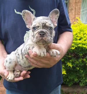 Gorgeous Exotic French bulldog puppies available