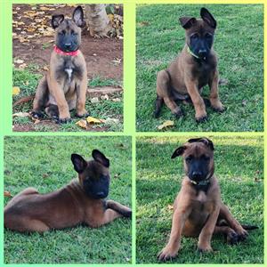  Belgian Malinois Puppies 