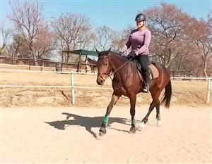 Very sweet and easy tb mare 