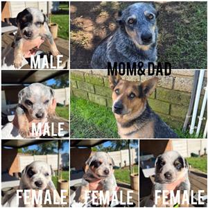 Australian Cattel puppies available 