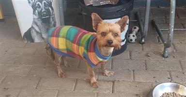 Male Yorkie (3-4 years)