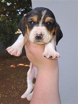 BASSET HOUND PUPPIES IN BRITS