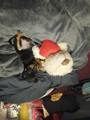 MINATURE DOBERMAN PINCHER PUPPIES 