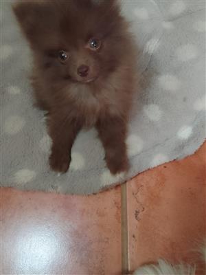 Stunning Miniature Toypom puppies available 