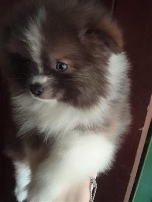 Beautiful Miniature Toypom puppies available