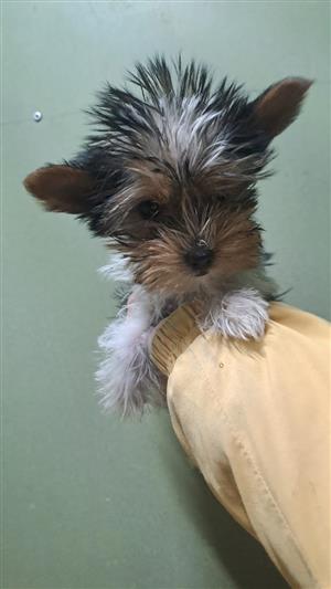 Yorkie boy
