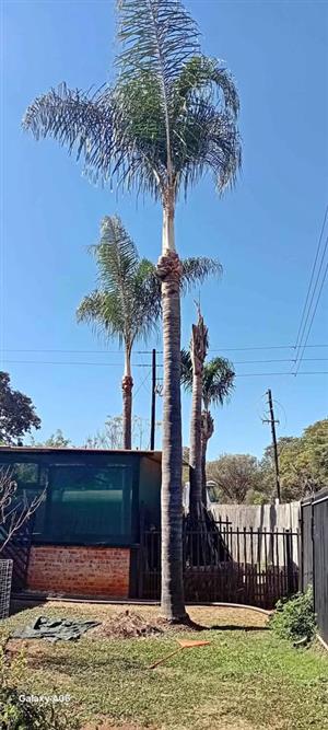 Good palm cleaner