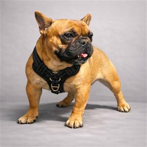 Boere : Frenchie Private Placement Collection