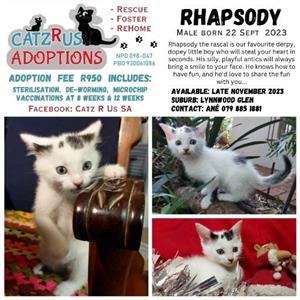 Adopt kittens Pretoria. Meet our latest poster family - the Symphony kids!