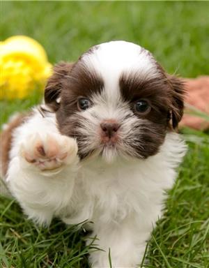 3 Adorable Shih Tzu Puppies For Sale - 9 Weeks Old