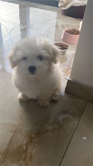 Purebred Male Maltese Puppy