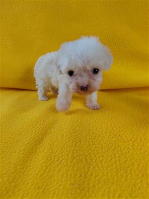 Maltese male