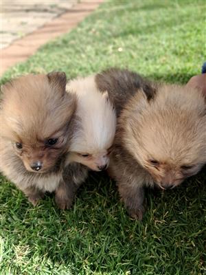 Toypom pomeranian puppies 