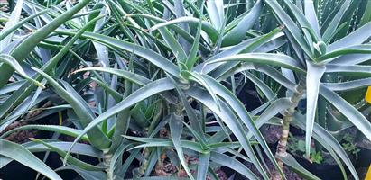 Aloiampelos striatula