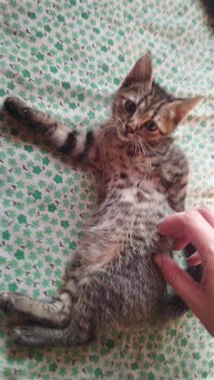 Bengal x short hair kittens available to approved home 