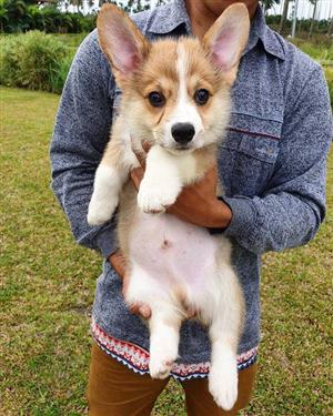 Pembroke welsh Corgi puppies for sale