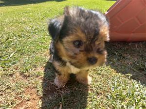 1Male Morkie puppy left