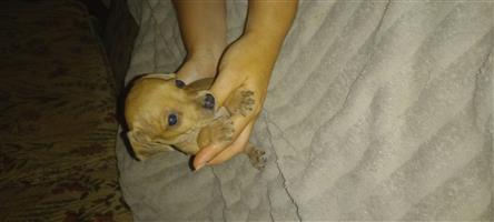 Miniture Dachshund cross Pincher pups 