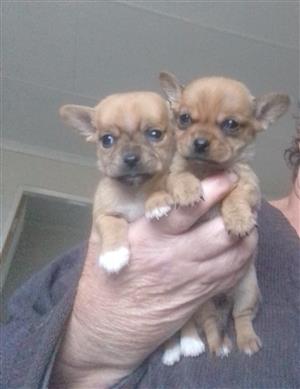 Miniature pinscher x Chihauhau puppies