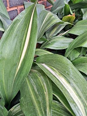 Variegated Aspidistra
