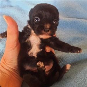 Black Miniature maltese poodle male pup