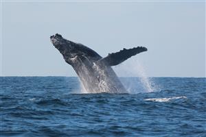 Whale and dolphin watching Durban